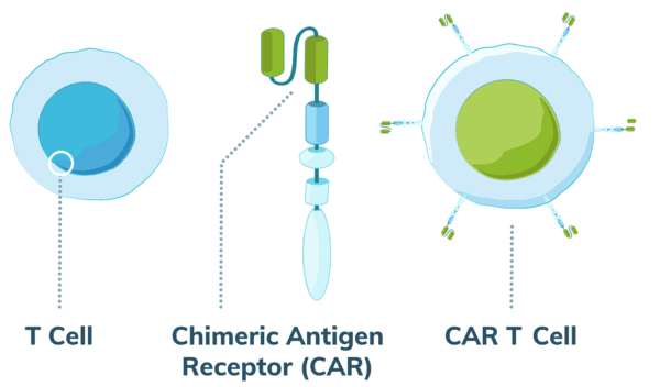 Mesothelioma CAR-T Cell Therapy